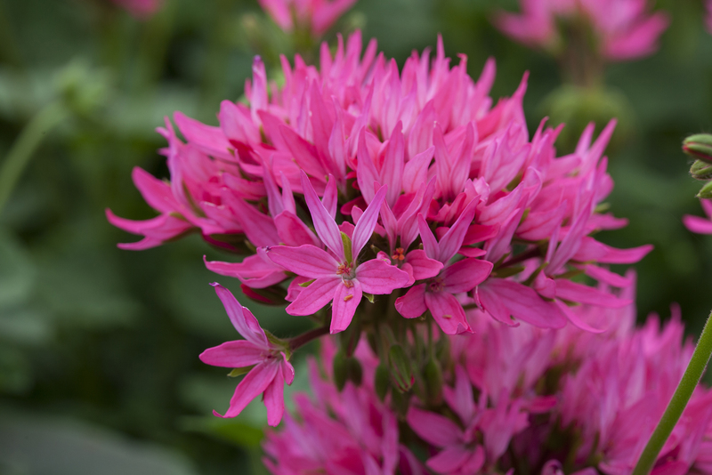 Градина Солей Разсадник многогодишни цветя, сезонни разсади